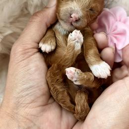 Cockapoo and Poodle Puppies from Pawcious Poodles