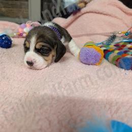 Violet - Black tan and white female Beagle puppy in Vallejo, California from Tailwindfarm