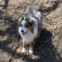 Shelby  - Miniature Australian Shepherd