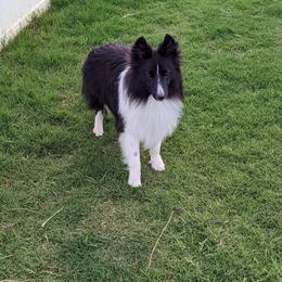 Shetland Sheepdog puppies from Agee's World of Shelties