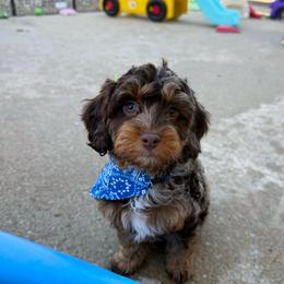 Steve - Merle male Cavapoo puppy in Wamego, Kansas from Doodles of Oz