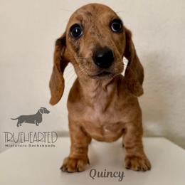 Quincy - Dapple female Dachshund puppy in Royse City, Texas from Truehearted Miniature Dachshunds