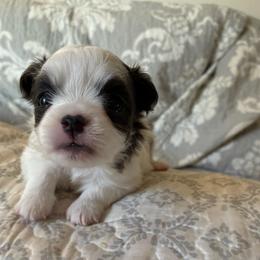 Cove - Blue and white female Chihuahua puppy in Menifee, California from Lane’s Little Long Coats