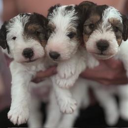 Wire Fox Terrier puppies from Adrianna's Wire Fox Terriers