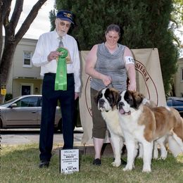 Saint Bernard All Grown Up from Metal Saints