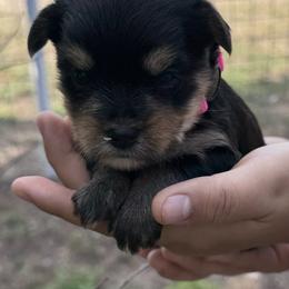 Girl 1 - Black and tan female Yorkshire Terrier puppy in Lampasas, Texas from Lone Star Yorkies Texas