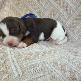 Ice Cream - Blue - Tri-color male Bernedoodle puppy in Charleston, South Carolina from Palm Belle Doodles