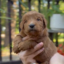 Rose - Red  female Goldendoodle puppy in Portland, Oregon from Sandy Creek Bernedoodles