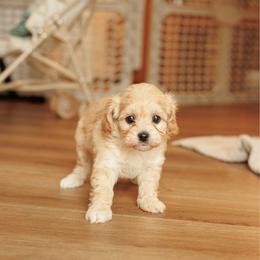 Lucky - Apricot male Cavapoo puppy in Moses Lake, Washington from The Cav Family