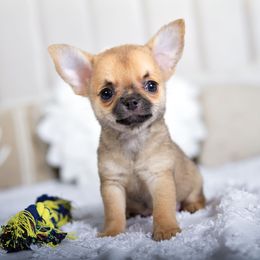 Toeby - Red male Chihuahua puppy in Orlando, Florida from Destiny Chihuahuas