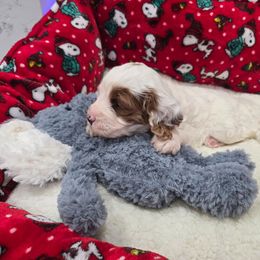 Snowflake - White female Cavapoo puppy in Knoxville, Tennessee from Shannan's Cavapoos