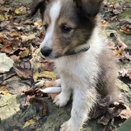 Boy 2 - male Shetland Sheepdog puppy in Commiskey, Indiana from Windy Haven Farm