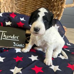 Thunder - Black and white male Aussiedoodle puppy in Eastland, Texas from H5 Mini Doodles