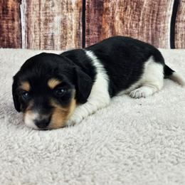 Kiaya - Piebald female Dachshund puppy in Malad City, Idaho from Mountain Sage Dachshunds