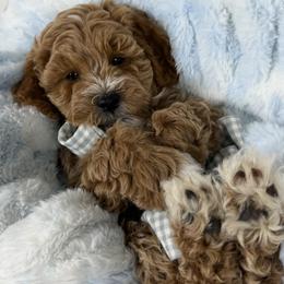Hendrix - Apricot male Goldendoodle puppy in Huntington, Utah from Krispydoodle