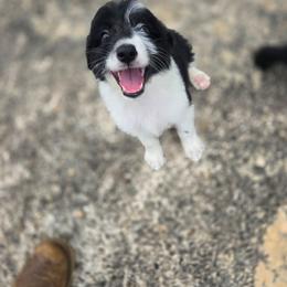 Willow - Black and white female Aussiedoodle puppy in Wilkinsville, South Carolina from Feather Branch Farm and Kennel
