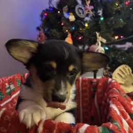 Kory, dark green collar - Black and tan male Pembroke Welsh Corgi puppy in Gresham, Oregon from Simply loved corgis