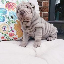 Chinese Shar-Pei Puppies from DCSHARPEI
