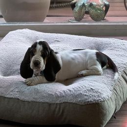 Basset Hound Puppies from South Hill Bassets