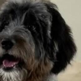 Bernedoodles, Bernese Mountain Dogs, Goldendoodles, and Shihpoos from Route 66 Poodles & Doodles, Sapphire Shih-tzu's of Ohio