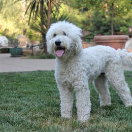 Goldendoodle and Labradoodle All Grown Up from Sharper Doodles