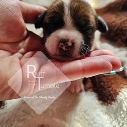 Girl 3 - White and tan female Russell Terrier puppy in Harvel, Illinois from Ruff and Tumble Russell Terriers
