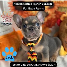 Jack - Tricolors male French Bulldog puppy in Michigan from Fur Baby Farms