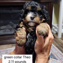 Green collar Theo - Tri-color male Bernedoodle puppy in Fairmount, Indiana from Capens' Doodles,Poodles and Poo's