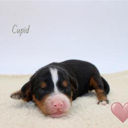 Cupid - Black tri-color female Aussiedoodle puppy in Foxworth, Mississippi from Ten Mile Aussies