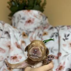 Goldendoodle Puppies from Royal Goldendoodle