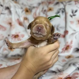 Goldendoodle Puppies from Royal Goldendoodle