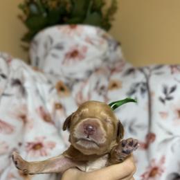 Goldendoodle Puppies from Royal Goldendoodle