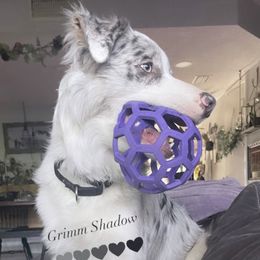 American Corgi, Border Collie, and Pembroke Welsh Corgi Puppies from Cowtown Corgis & Border Collies