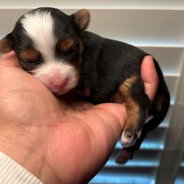 Koda - Black and tan male Yorkshire Terrier puppy in Fredericksburg, Virginia from VA Exclusive Yorkies