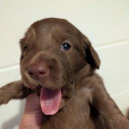 Twix - Chocolate male Dachshund puppy in Unadilla, Georgia from The Hamsley Kennels of South Georgia