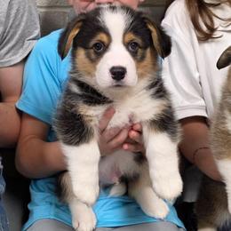 Rubble - Black and tan male Pembroke Welsh Corgi puppy in Greensboro, Georgia from Loosey Goosey Farms