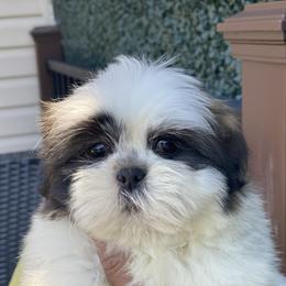 Boy 4 Bandit - Tricolor male Shih Tzu puppy in Troy, Michigan from "Shihtzu Best Friend"