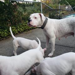 Dogo Argentino Puppies from K&B Southern Oregon Argentino Dogos