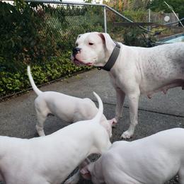 Dogo Argentino Puppies from K&B Southern Oregon Argentino Dogos