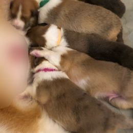 Collie Puppies from Highland Moor Kennel