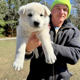George Washington - White male German Shepherd puppy in Medaryville, Indiana from PatriotPups.org