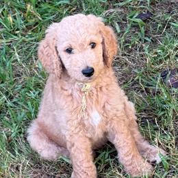 24k- Gold Collar - Red  male Goldendoodle puppy in Cape Coral, Florida from GoldenDoodles Cape Coral