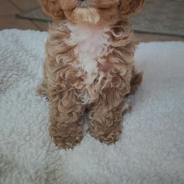 Bridget - Cream female Cavapoo puppy in West Bountiful, Utah from Kings Peak kennel