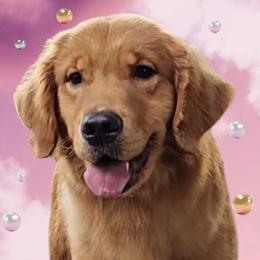 Tutti - Golden Retriever