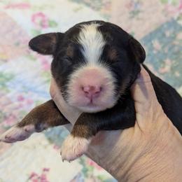 Girl 2 - Tri-color female Bernedoodle puppy in Placerville, California from Quartz Mountain Doodles