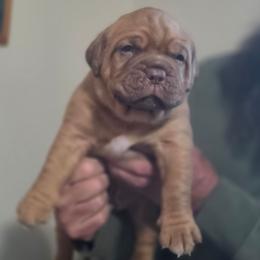 Male - Mahogany male Dogue de Bordeaux puppy in Michigan from Boondocks Bordeaux