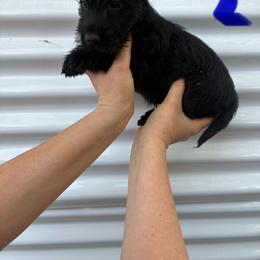 Boy - Black male Scottish Terrier puppy in Chattanooga, Tennessee from Oodles of Cuties!