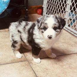 Ace - Blue merle male Miniature Australian Shepherd puppy in Madisonville, Texas from Diamond R Aussies