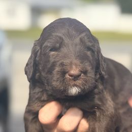 Bernedoodles from Gentle Giants Doodle Co.