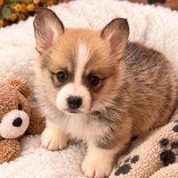 Brown Collar - Sable male Pembroke Welsh Corgi puppy in Abingdon, Virginia from Em-K Kennels
